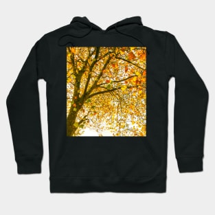 Autumn Leaves - Tree leaves changing colour Hoodie